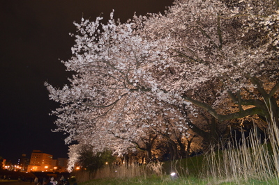 夜桜.JPG
